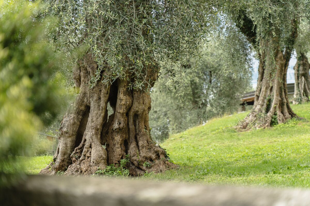 Fotografia immobiliare Roberto Mettifogo, Luce² · Verona, Lago di Garda, Lessinia (59)