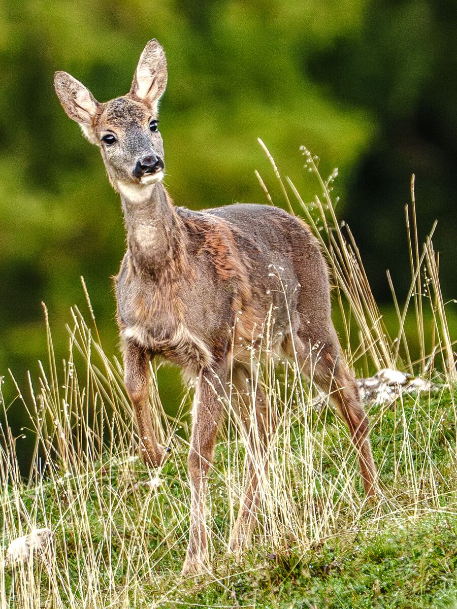 Paesaggio e wildlife della Lessinia e del Monte Baldo, Roberto Mettifogo Luce² · Verona (04)