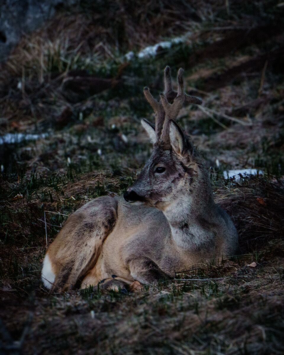 Paesaggio e wildlife della Lessinia e del Monte Baldo, Roberto Mettifogo Luce² · Verona (06)