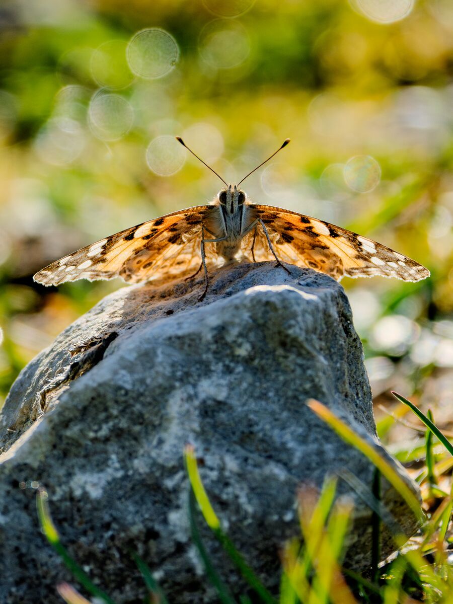 Paesaggio e wildlife della Lessinia e del Monte Baldo, Roberto Mettifogo Luce² · Verona (08)
