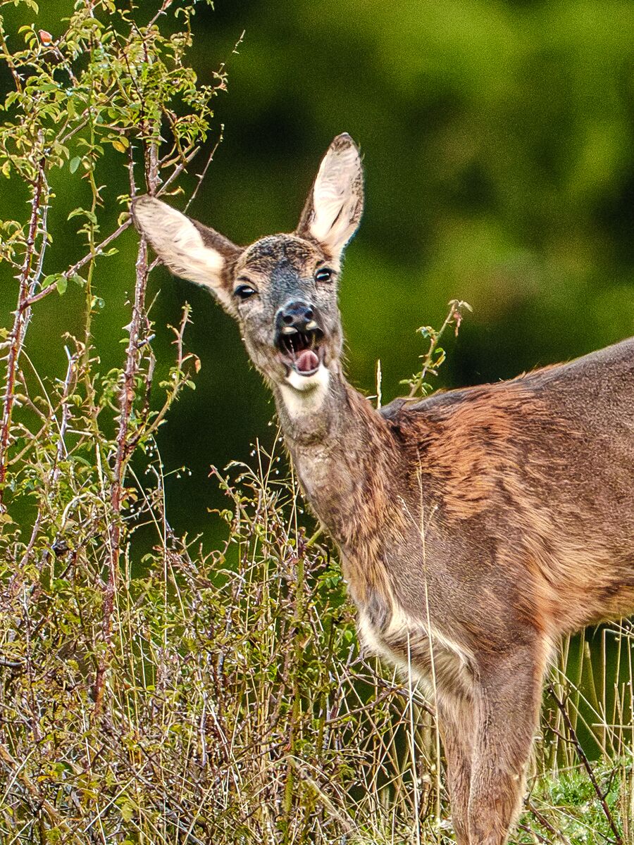 Paesaggio e wildlife della Lessinia e del Monte Baldo, Roberto Mettifogo Luce² · Verona (09)
