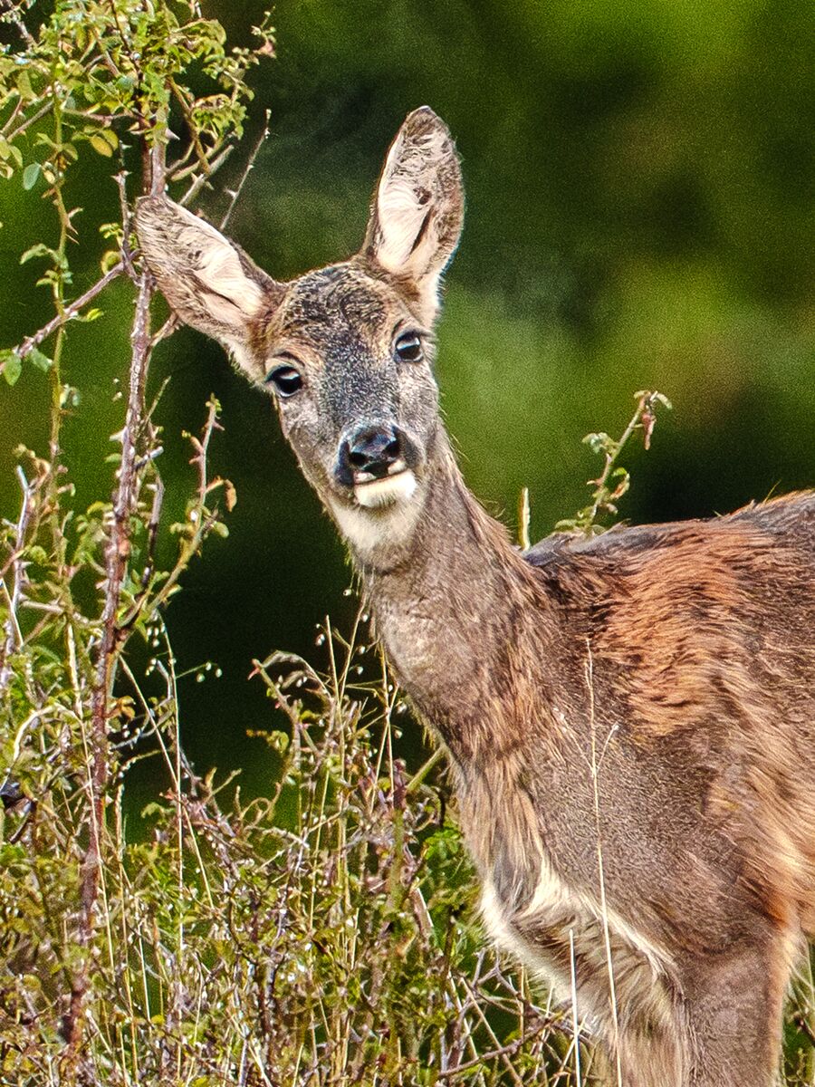 Paesaggio e wildlife della Lessinia e del Monte Baldo, Roberto Mettifogo Luce² · Verona (10)