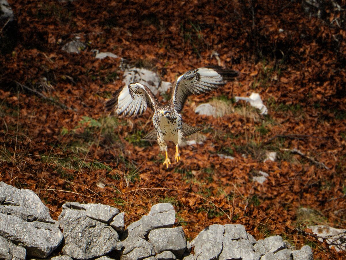Paesaggio e wildlife della Lessinia e del Monte Baldo, Roberto Mettifogo Luce² · Verona (11)