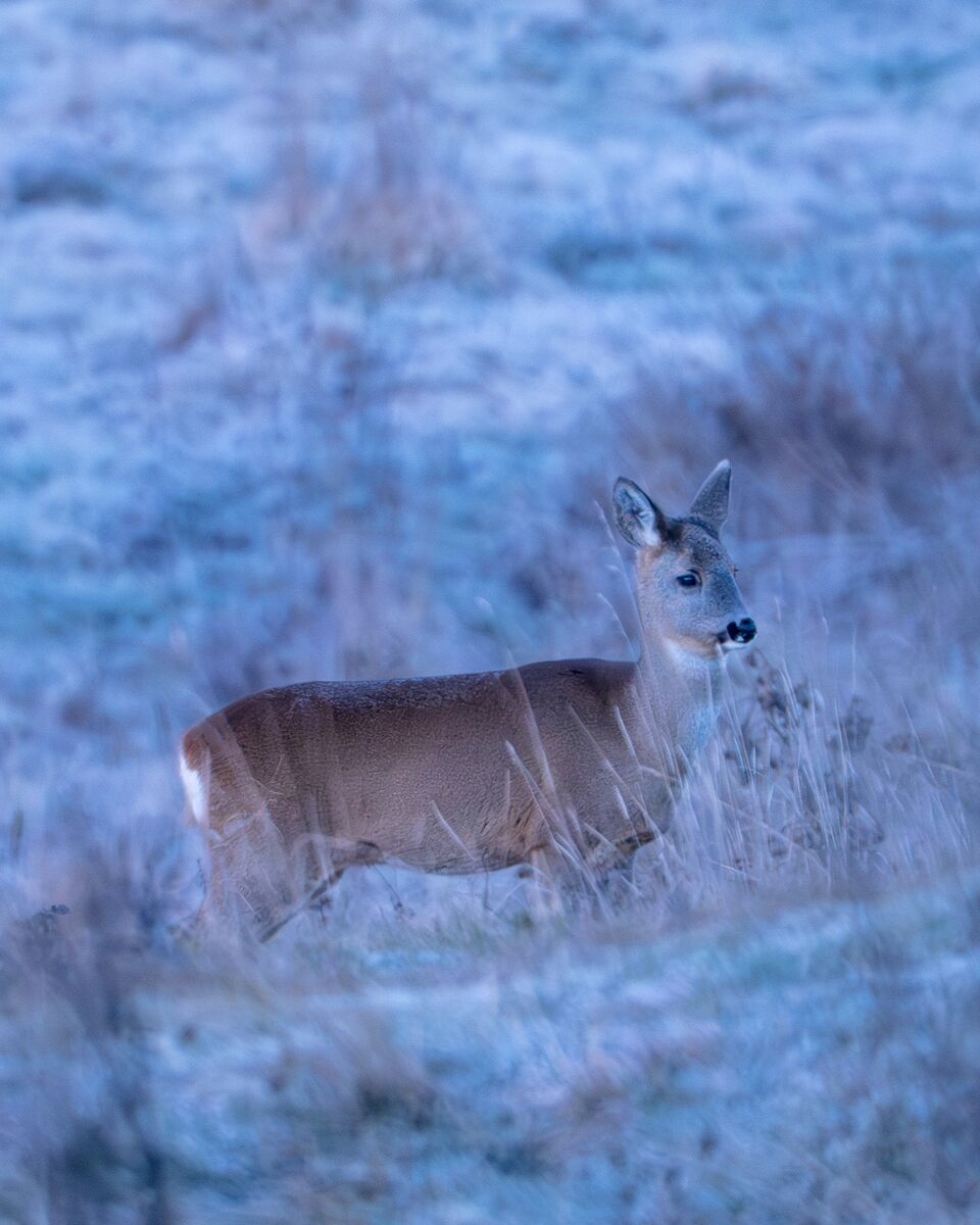 Paesaggio e wildlife della Lessinia e del Monte Baldo, Roberto Mettifogo Luce² · Verona (12)