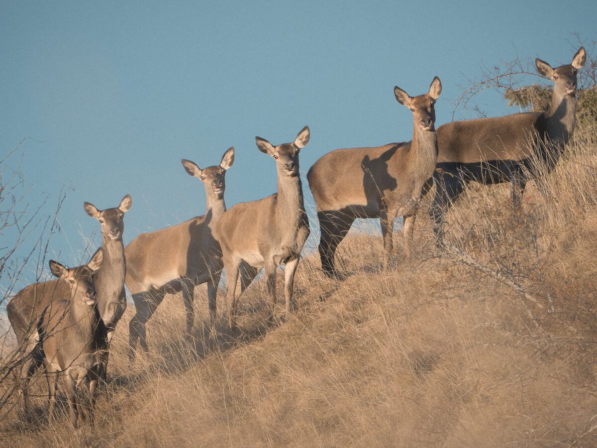 Paesaggio e wildlife della Lessinia e del Monte Baldo, Roberto Mettifogo Luce² · Verona (13)