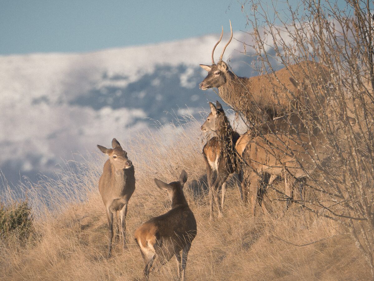 Paesaggio e wildlife della Lessinia e del Monte Baldo, Roberto Mettifogo Luce² · Verona (14)