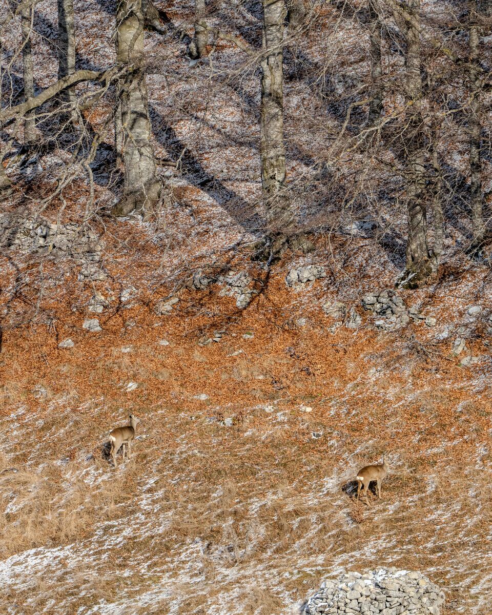Paesaggio e wildlife della Lessinia e del Monte Baldo, Roberto Mettifogo Luce² · Verona (15)
