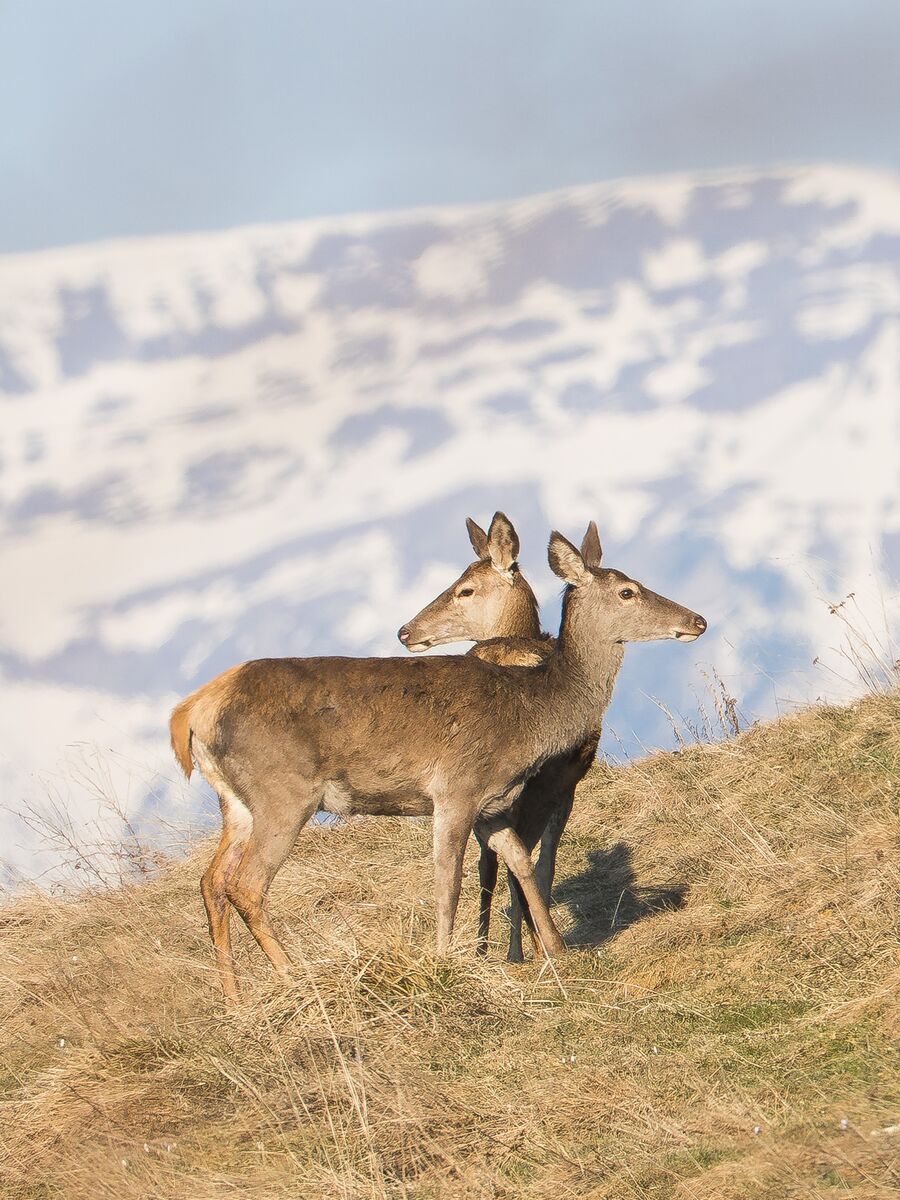 Paesaggio e wildlife della Lessinia e del Monte Baldo, Roberto Mettifogo Luce² · Verona (16)
