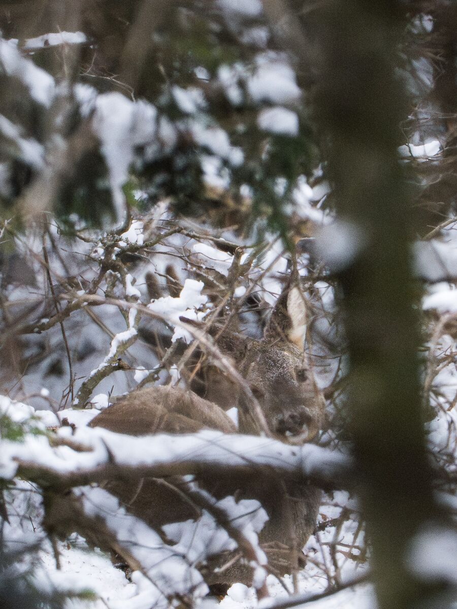 Paesaggio e wildlife della Lessinia e del Monte Baldo, Roberto Mettifogo Luce² · Verona (17)