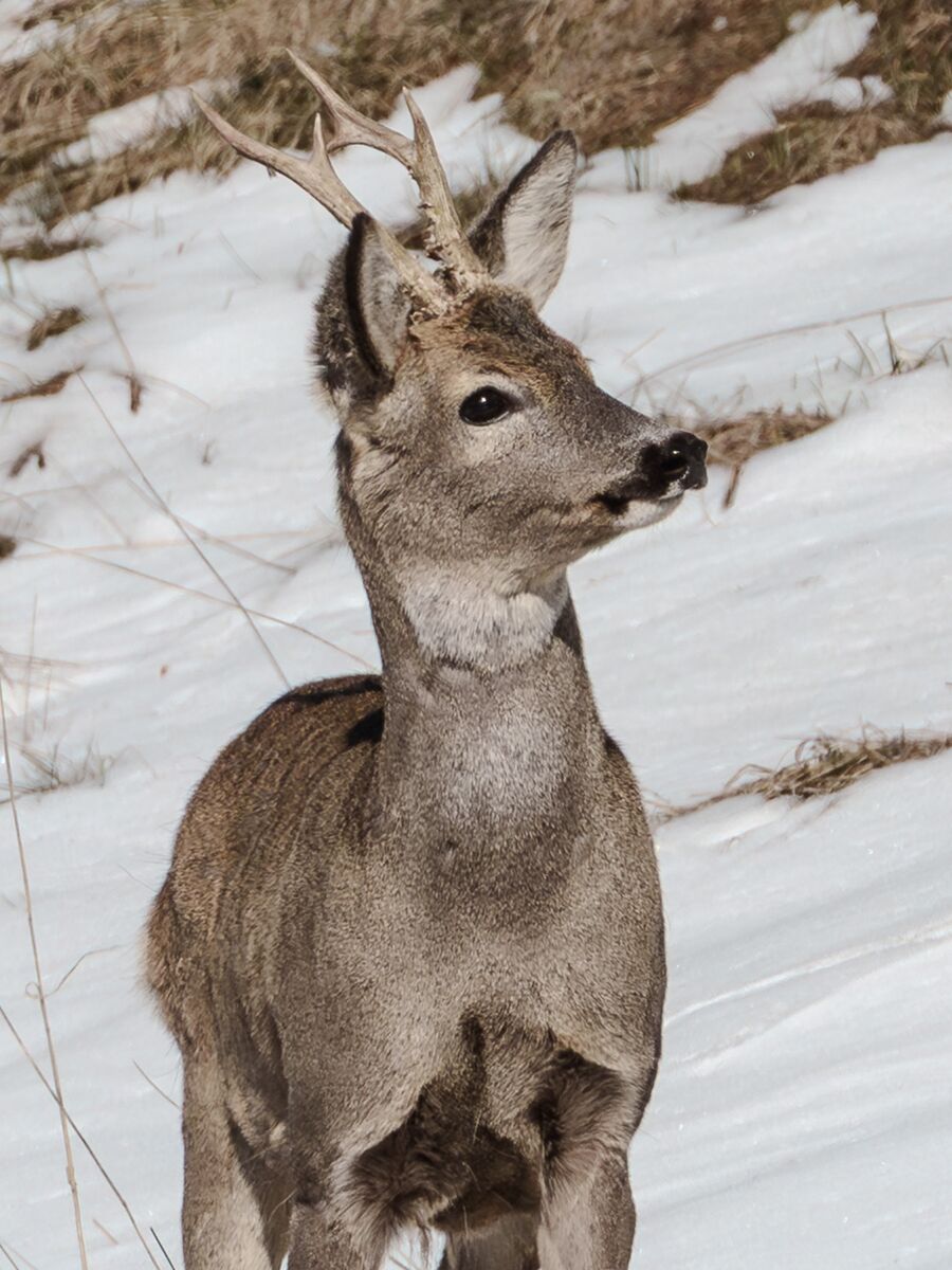 Paesaggio e wildlife della Lessinia e del Monte Baldo, Roberto Mettifogo Luce² · Verona (18)
