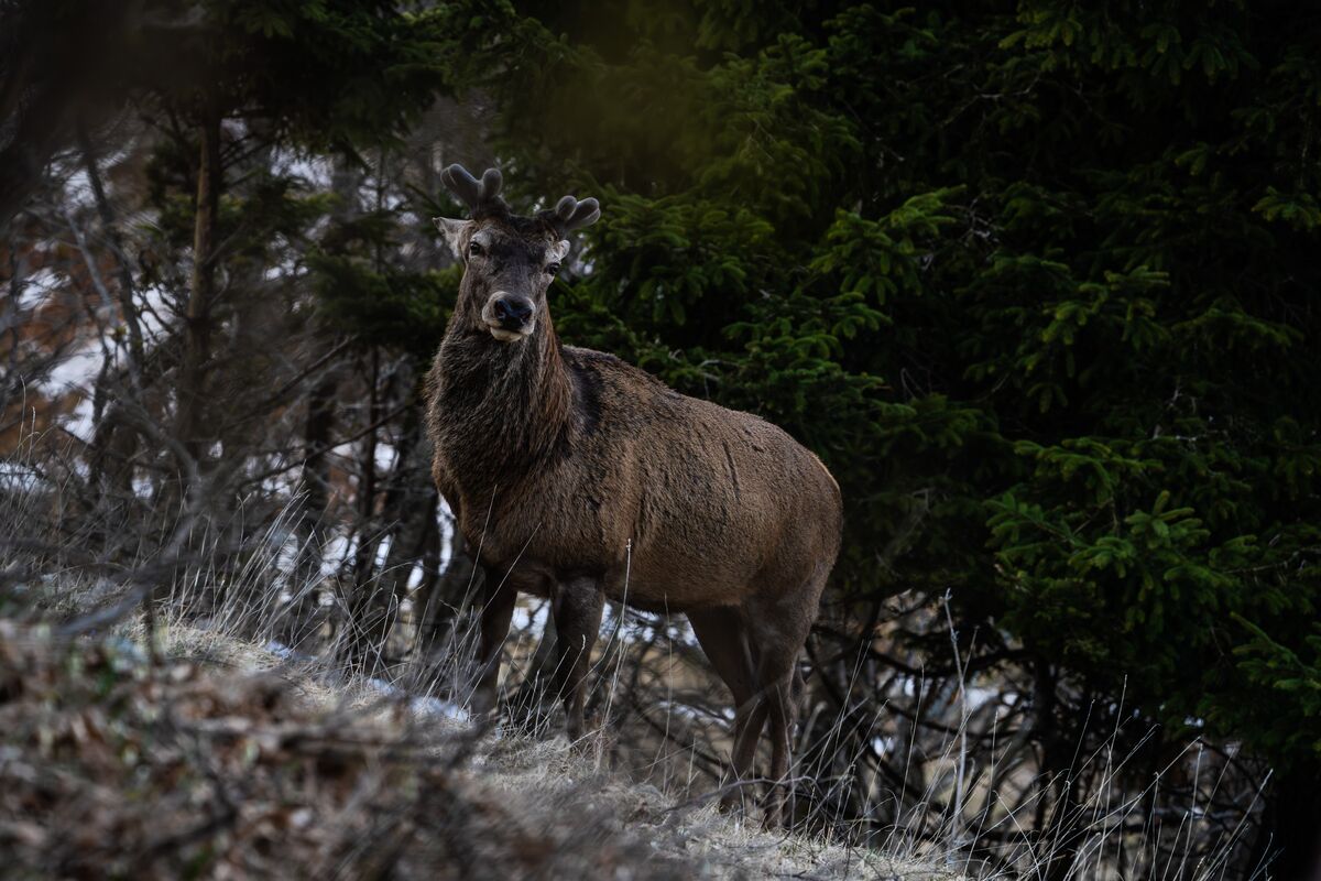 Paesaggio e wildlife della Lessinia e del Monte Baldo, Roberto Mettifogo Luce² · Verona (20)