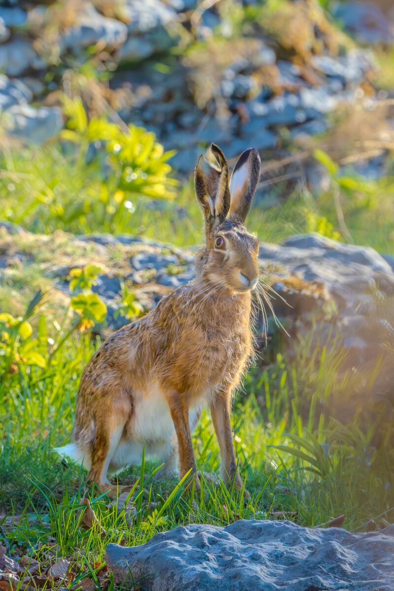 Paesaggio e wildlife della Lessinia e del Monte Baldo, Roberto Mettifogo Luce² · Verona (23)