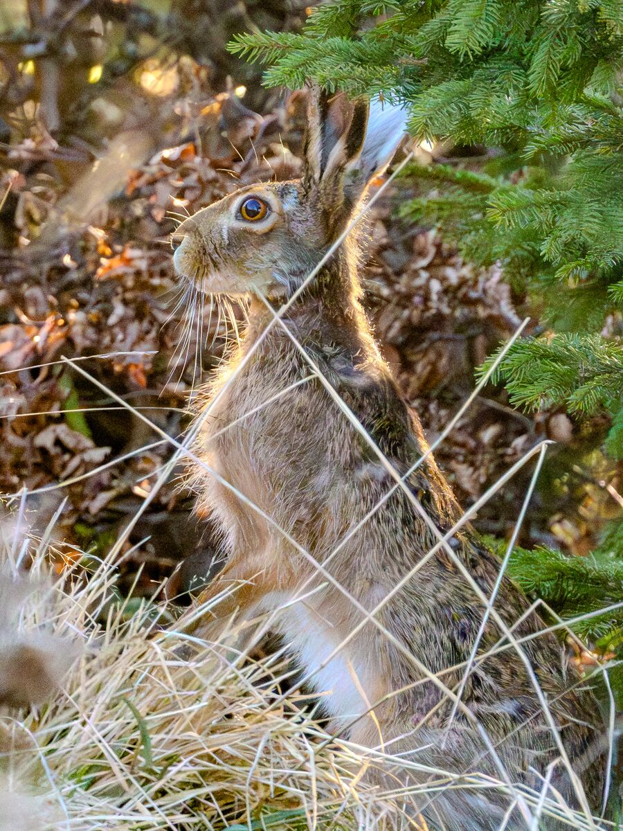 Paesaggio e wildlife della Lessinia e del Monte Baldo, Roberto Mettifogo Luce² · Verona (25)