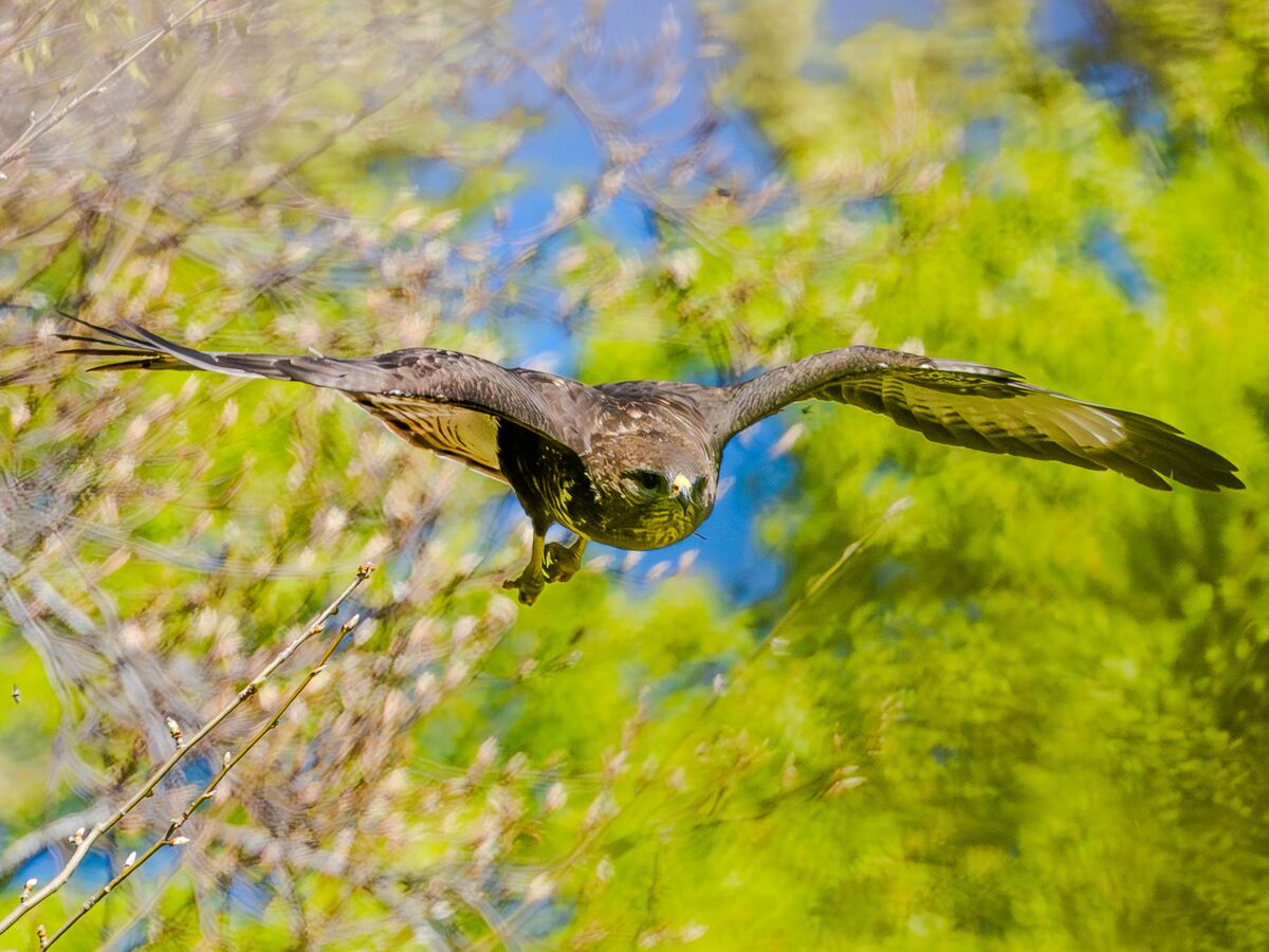 Paesaggio e wildlife della Lessinia e del Monte Baldo, Roberto Mettifogo Luce² · Verona (26)