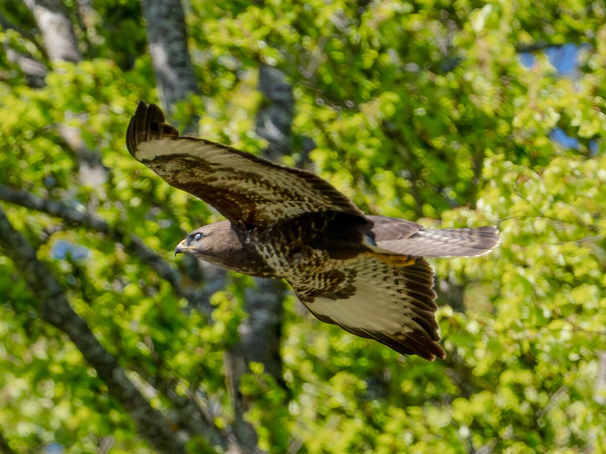 Paesaggio e wildlife della Lessinia e del Monte Baldo, Roberto Mettifogo Luce² · Verona (27)