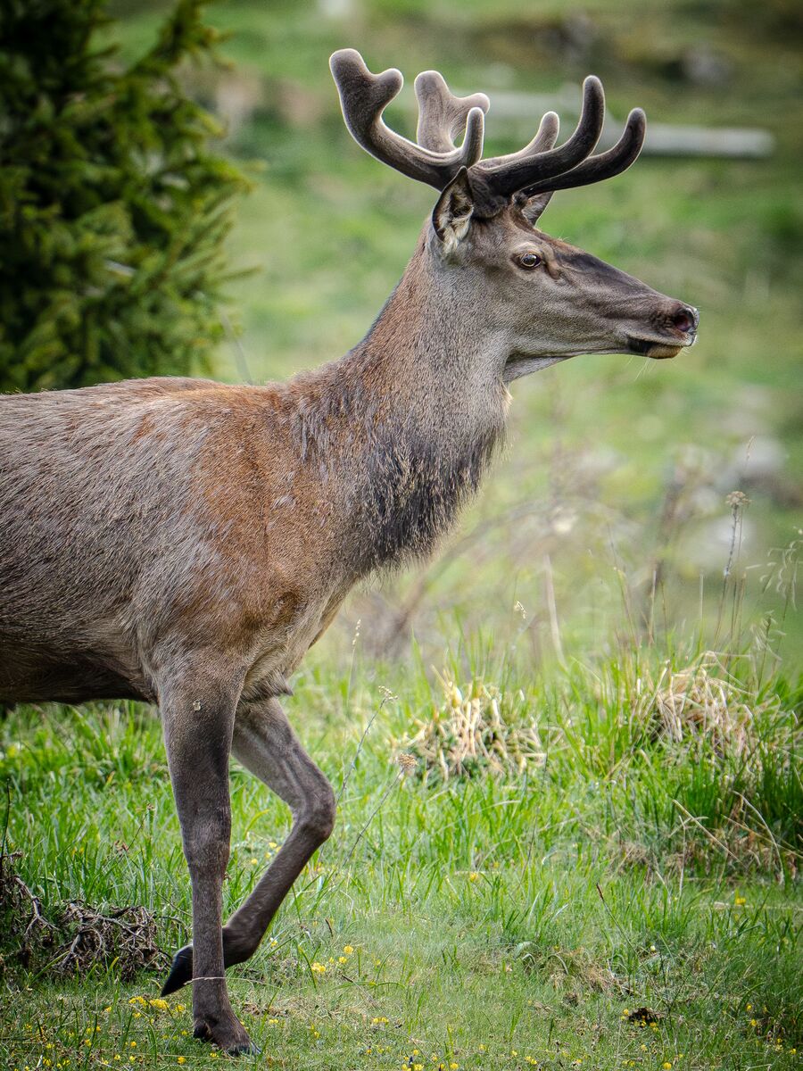 Paesaggio e wildlife della Lessinia e del Monte Baldo, Roberto Mettifogo Luce² · Verona (29)