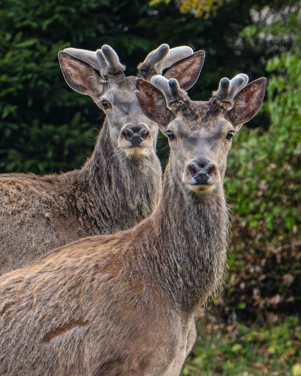 Paesaggio e wildlife della Lessinia e del Monte Baldo, Roberto Mettifogo Luce² · Verona (30)