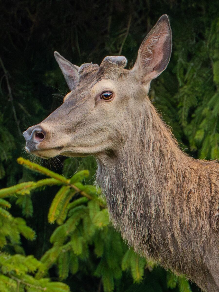 Paesaggio e wildlife della Lessinia e del Monte Baldo, Roberto Mettifogo Luce² · Verona (31)
