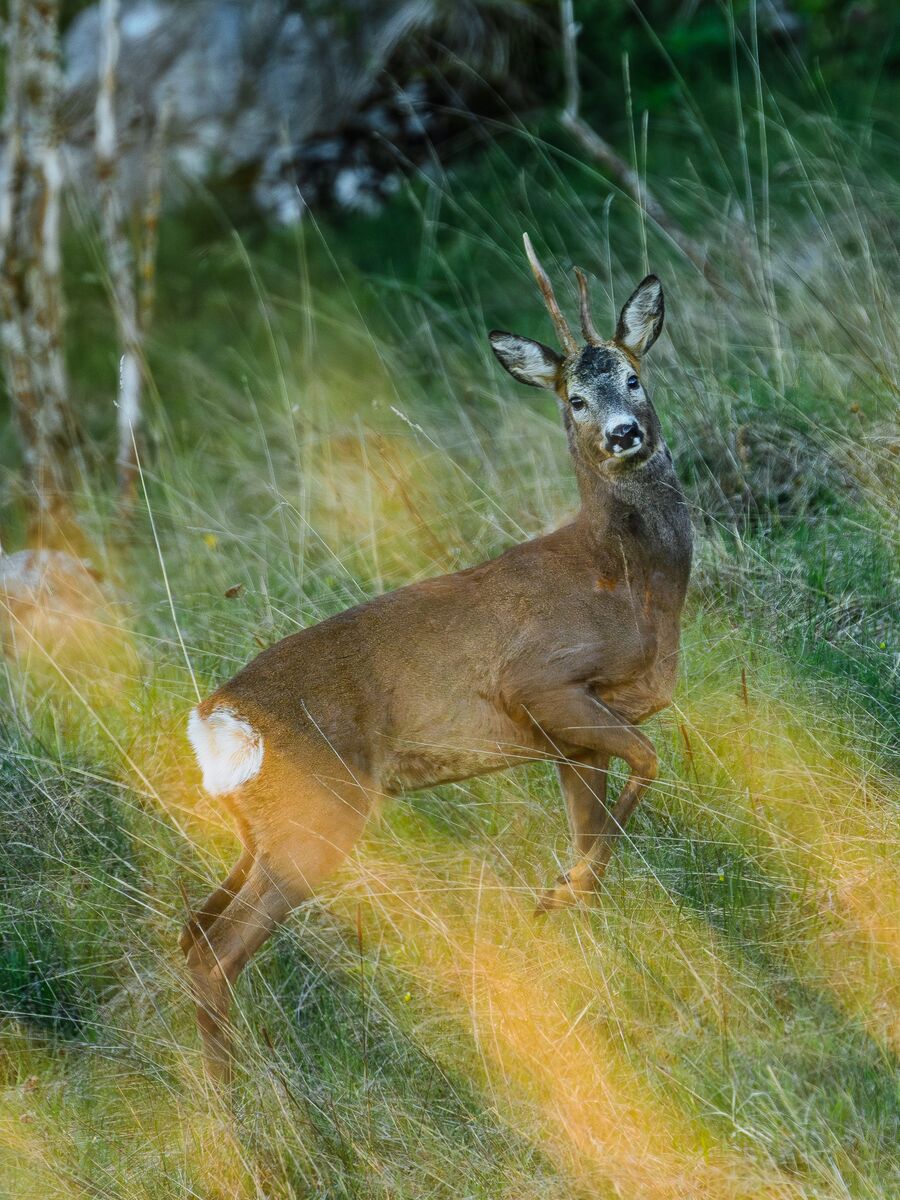 Paesaggio e wildlife della Lessinia e del Monte Baldo, Roberto Mettifogo Luce² · Verona (32)