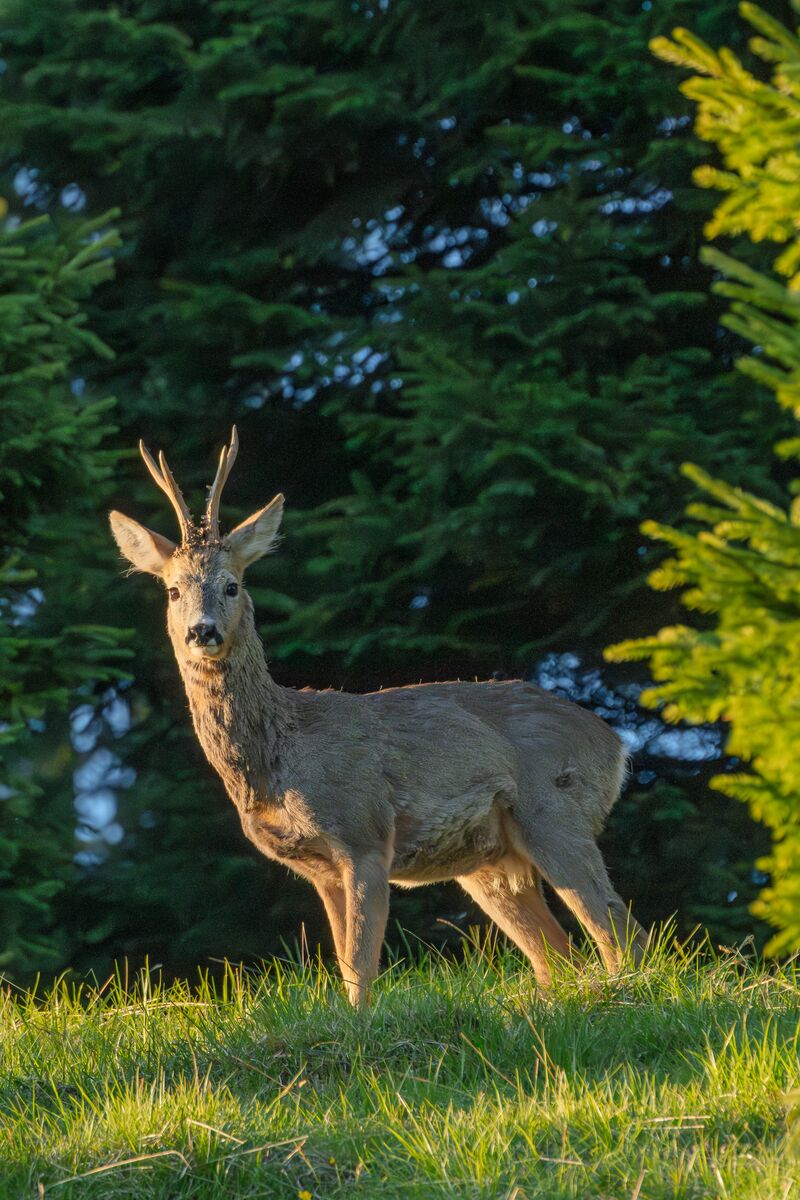 Paesaggio e wildlife della Lessinia e del Monte Baldo, Roberto Mettifogo Luce² · Verona (39)