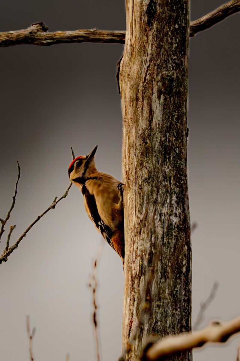 Paesaggio e wildlife della Lessinia e del Monte Baldo, Roberto Mettifogo Luce² · Verona (40)