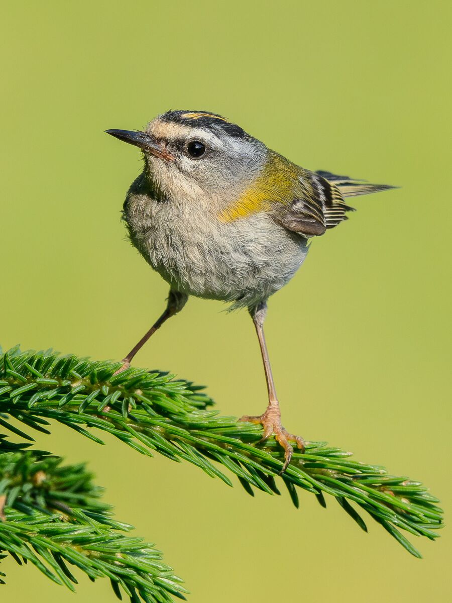 Paesaggio e wildlife della Lessinia e del Monte Baldo, Roberto Mettifogo Luce² · Verona (42)