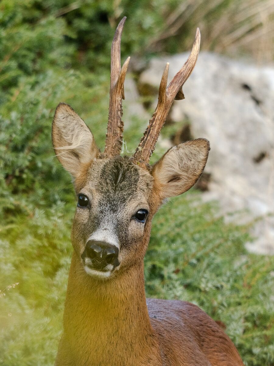 Paesaggio e wildlife della Lessinia e del Monte Baldo, Roberto Mettifogo Luce² · Verona (45)