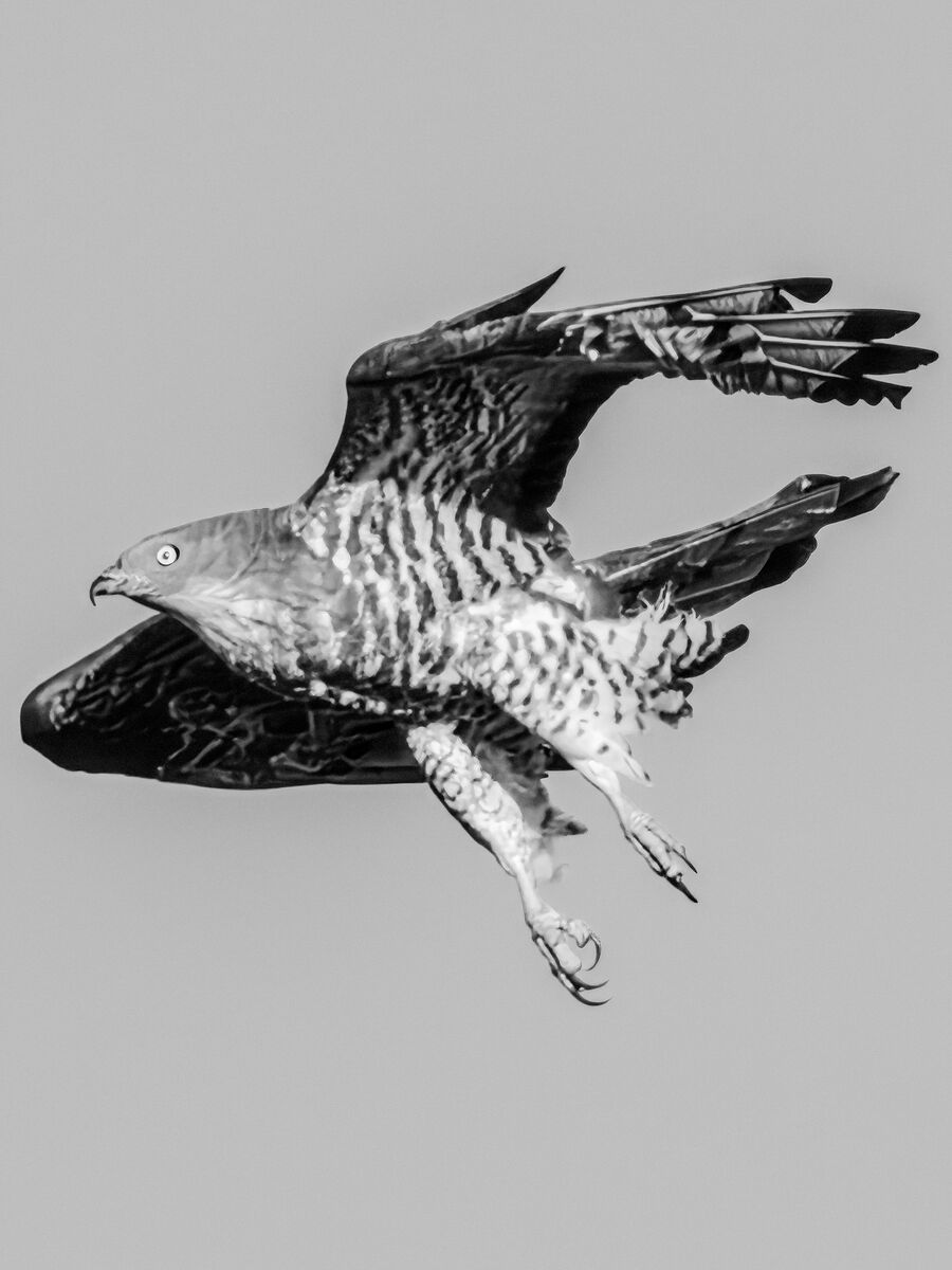 Paesaggio e wildlife della Lessinia e del Monte Baldo, Roberto Mettifogo Luce² · Verona (46)