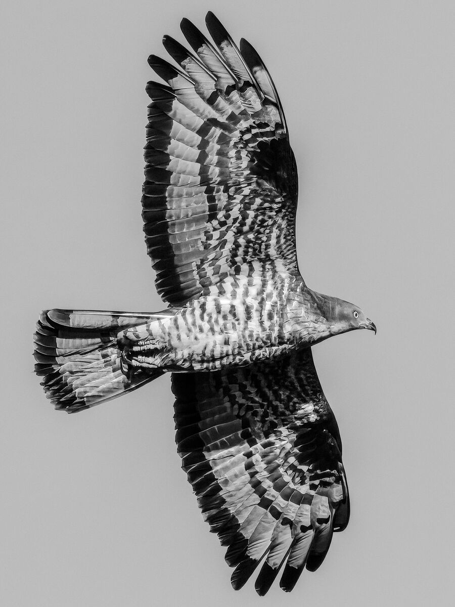 Paesaggio e wildlife della Lessinia e del Monte Baldo, Roberto Mettifogo Luce² · Verona (47)