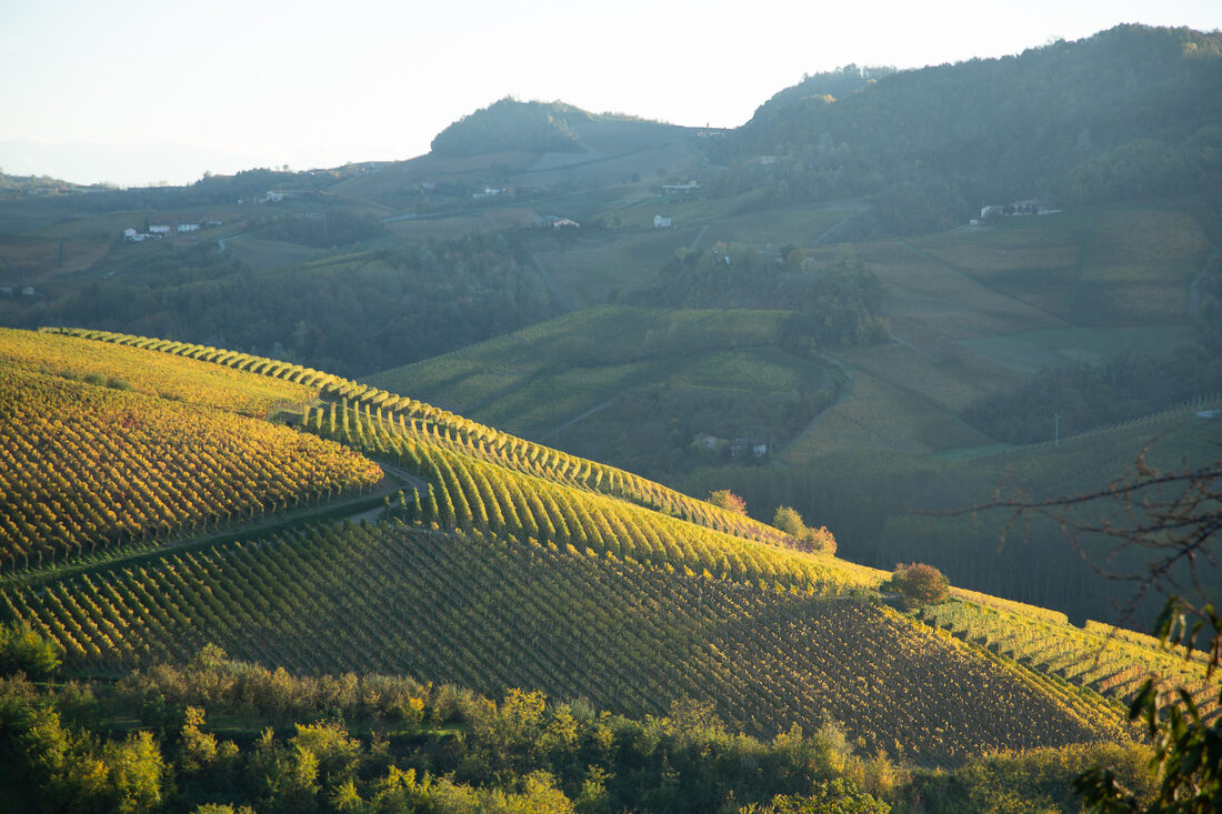 Fotografia del vino, vigneti e uva, Roberto Mettifogo Luce² · Nord Italia (01)