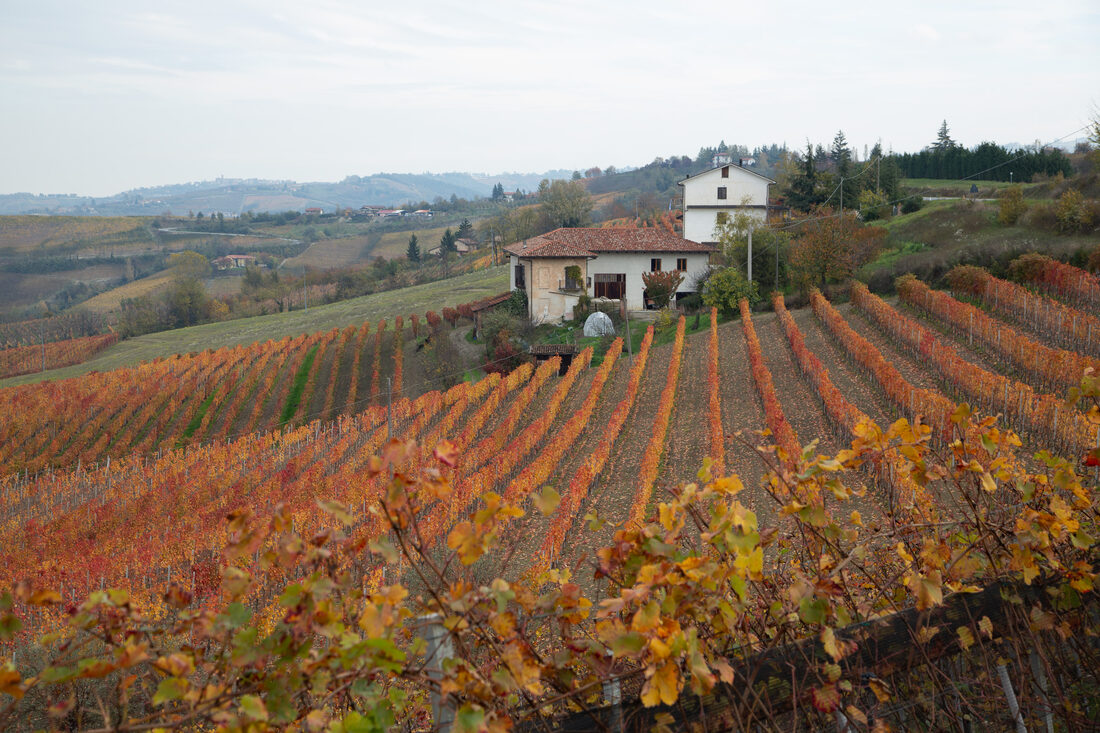 Fotografia del vino, vigneti e uva, Roberto Mettifogo Luce² · Nord Italia (03)