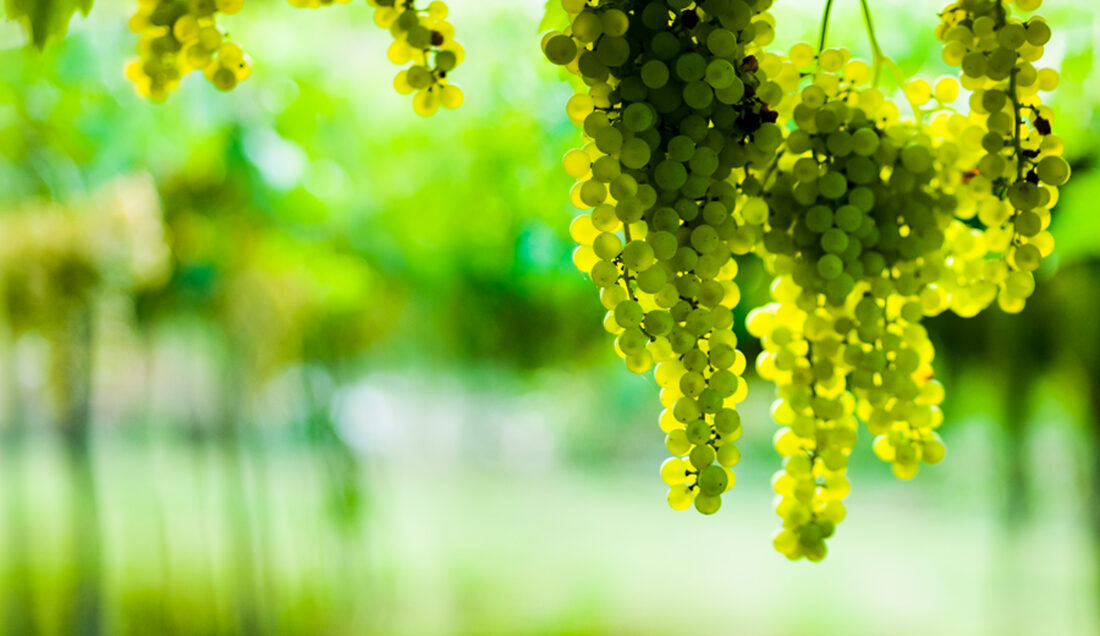 Fotografia del vino, vigneti e uva, Roberto Mettifogo Luce² · Nord Italia (04)