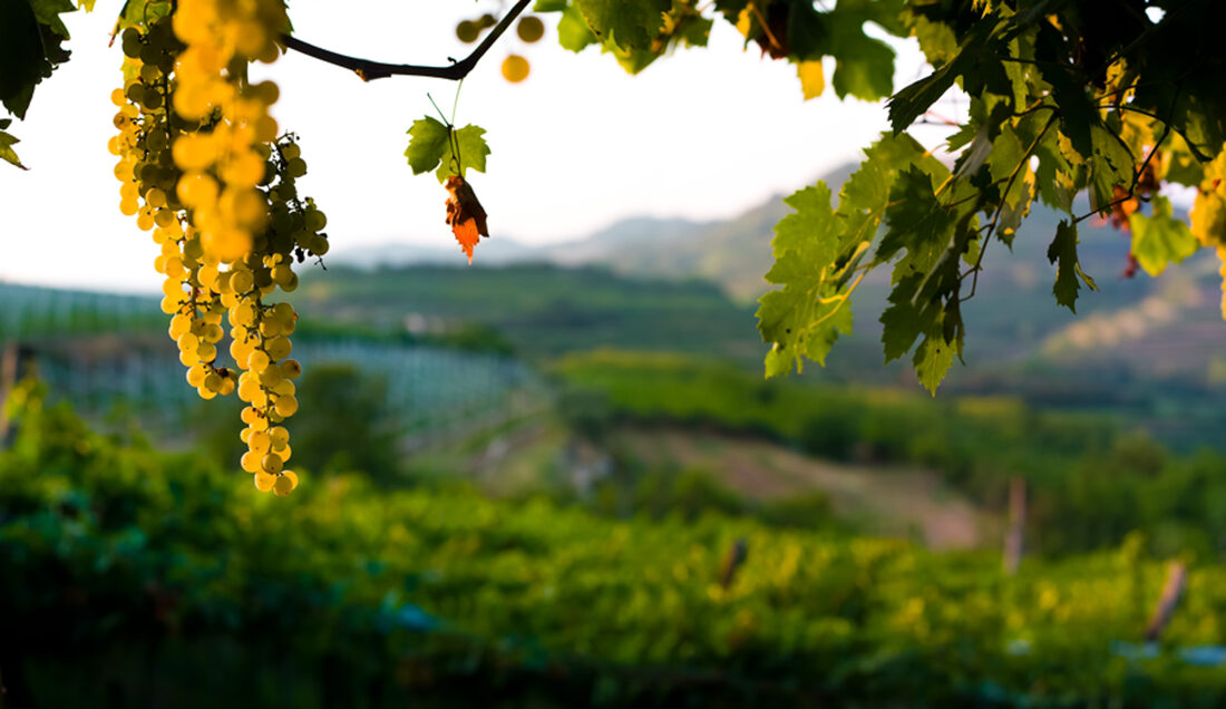 Fotografia del vino, vigneti e uva, Roberto Mettifogo Luce² · Nord Italia (05)
