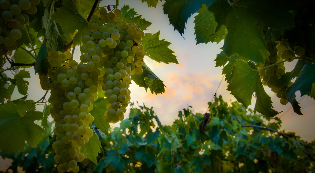 Fotografia del vino, vigneti e uva, Roberto Mettifogo Luce² · Nord Italia (06)