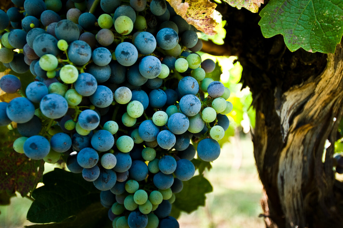 Fotografia del vino, vigneti e uva, Roberto Mettifogo Luce² · Nord Italia (07)