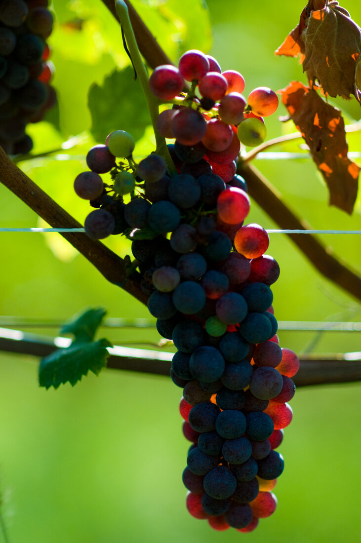 Fotografia del vino, vigneti e uva, Roberto Mettifogo Luce² · Nord Italia (08)
