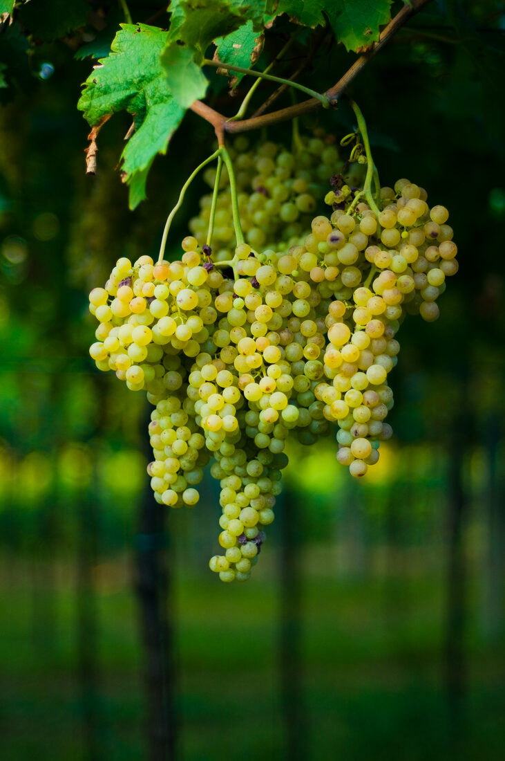 Fotografia del vino, vigneti e uva, Roberto Mettifogo Luce² · Nord Italia (09)