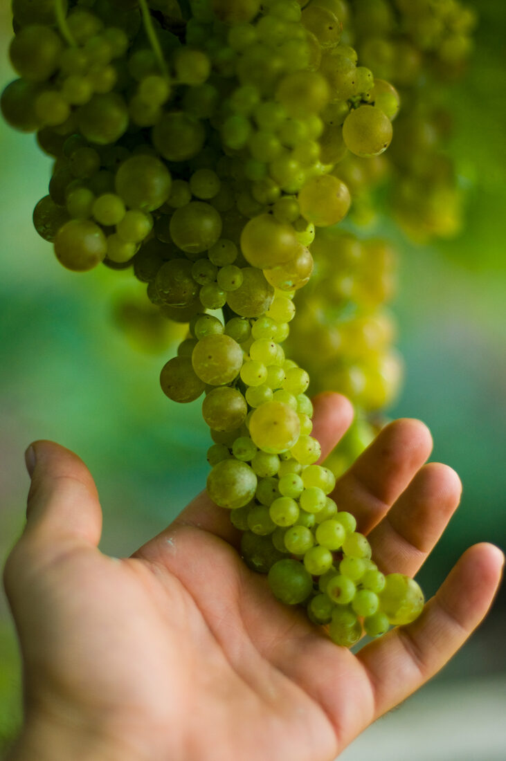Fotografia del vino, vigneti e uva, Roberto Mettifogo Luce² · Nord Italia (10)