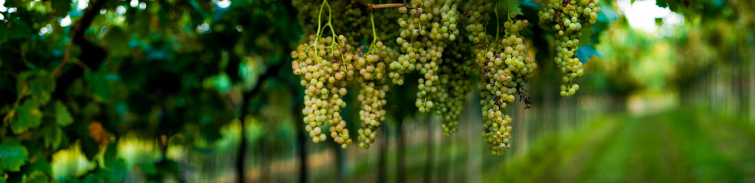 Fotografia del vino, vigneti e uva, Roberto Mettifogo Luce² · Nord Italia (12)
