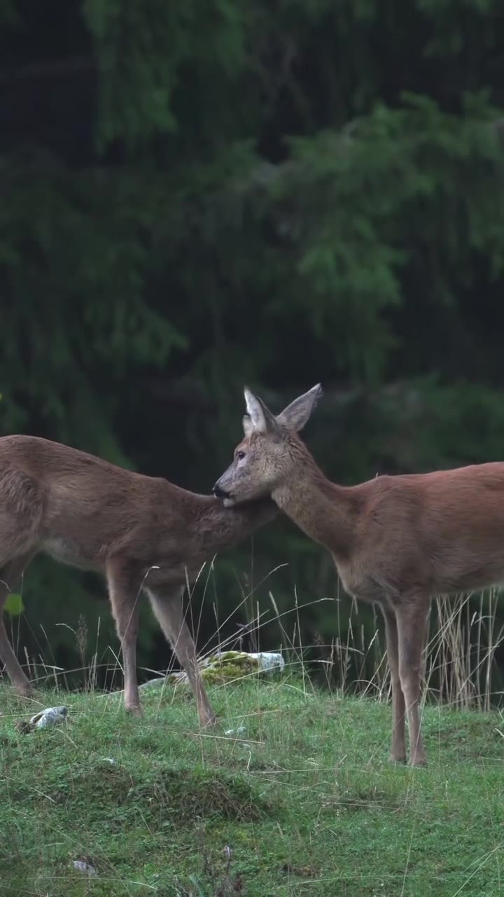 Video dalla Lessinia